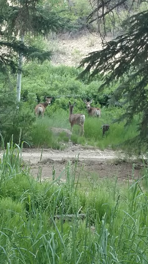 IMG_20160616_200540807