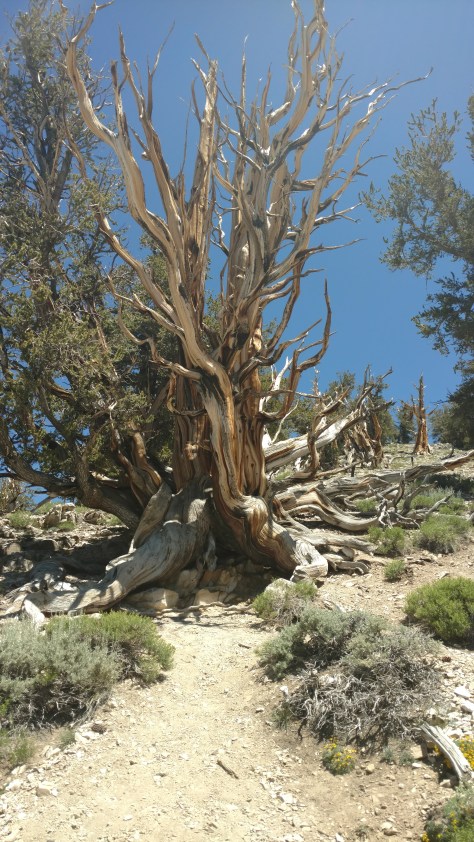 IMG_20160705_115653387