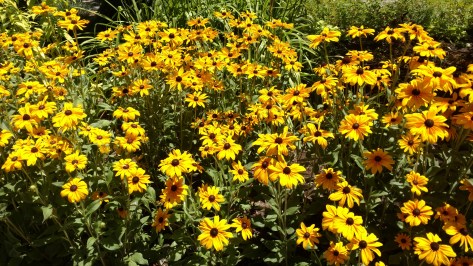 IMG_20160716_134151990