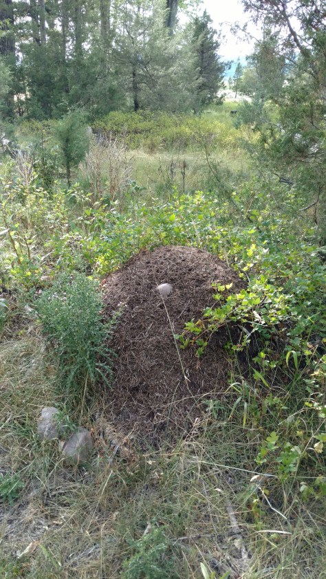 IMG_20160813_174751388