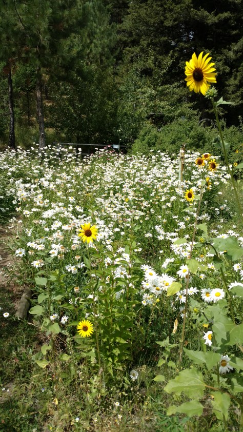 IMG_20160814_121248607