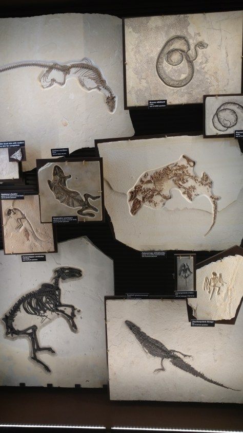 IMG_20160825_113950572